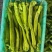 精品尖椒内黄尖椒大量上市产地直供一手货源诚信经营