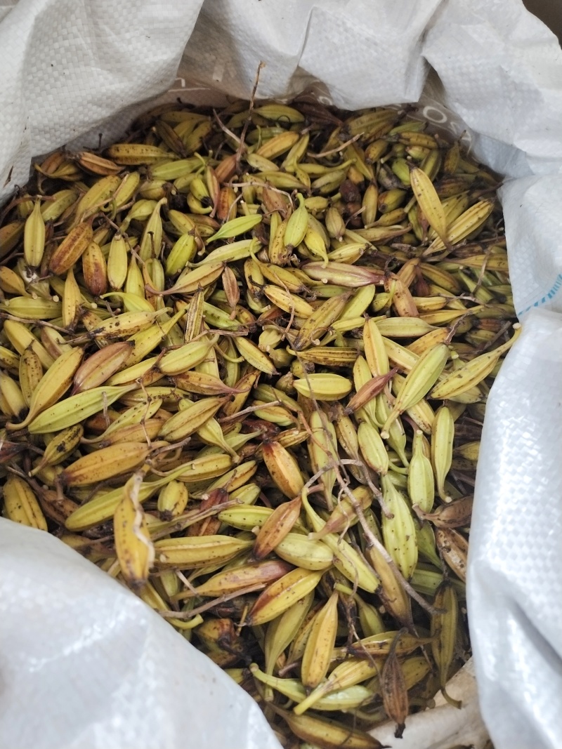 纯紫花宽叶白及果夹，产地直销，优质产品，价格实惠，质量好