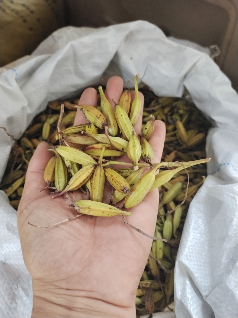 纯紫花宽叶白及果夹，产地直销，优质产品，价格实惠，质量好