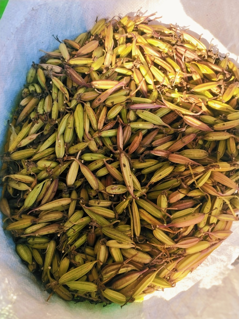 纯紫花宽叶白及果夹，产地直销，优质产品，价格实惠，质量好