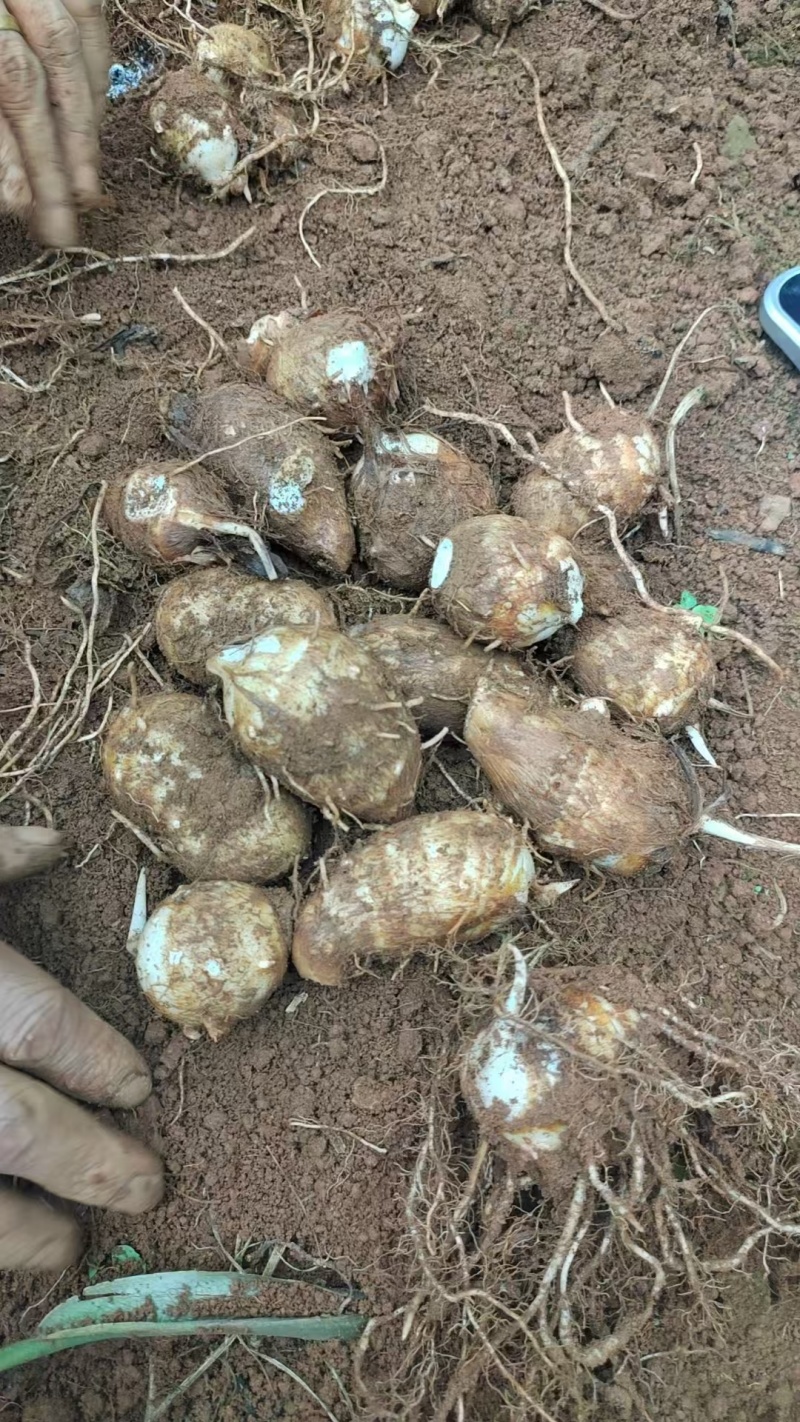 云南文山毛芋头牛奶芋头产地直发量大从优欢迎来电咨询订购