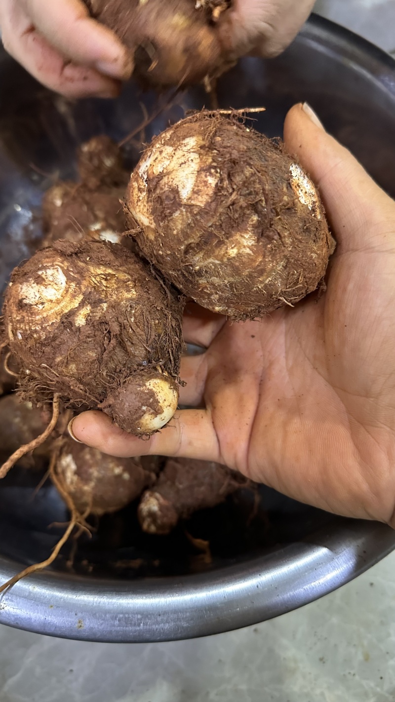 云南文山毛芋头牛奶芋头产地直发量大从优欢迎来电咨询订购