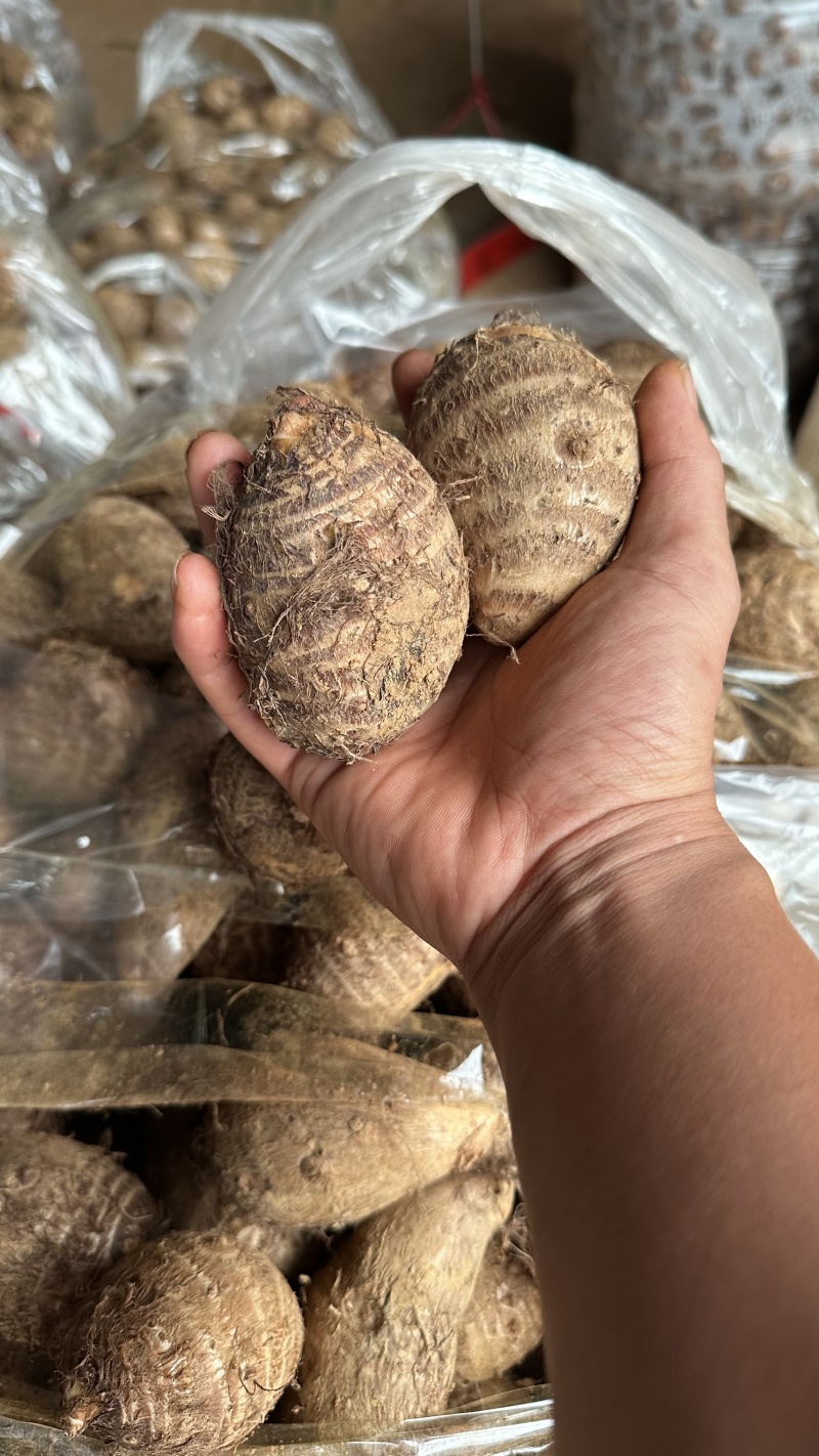 云南文山毛芋头牛奶芋头产地直发量大从优欢迎来电咨询订购