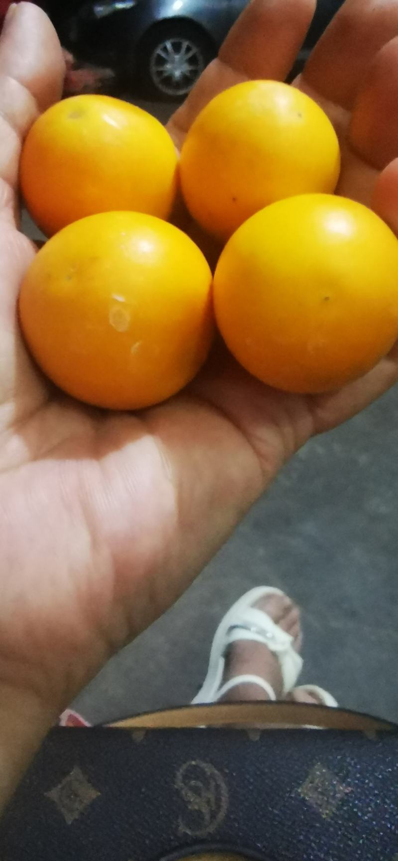 代办脆蜜金桔，滑皮金桔陆续上市中，诚招老板，欢迎合作