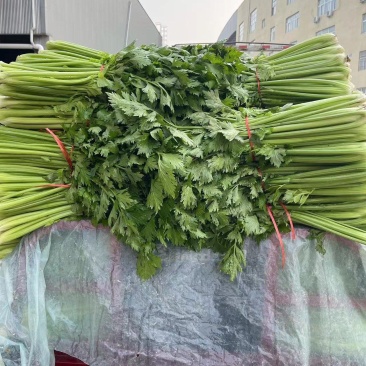 精品芹菜大棚皇后芹菜水洗装袋基地直发价格便宜电话联系