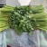 精品芹菜大棚皇后芹菜水洗装袋基地直发价格便宜电话联系