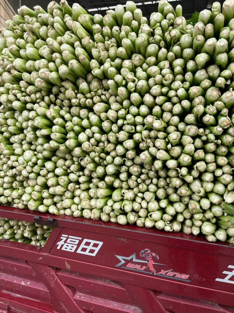 精品芹菜大棚皇后芹菜水洗装袋基地直发价格便宜电话联系