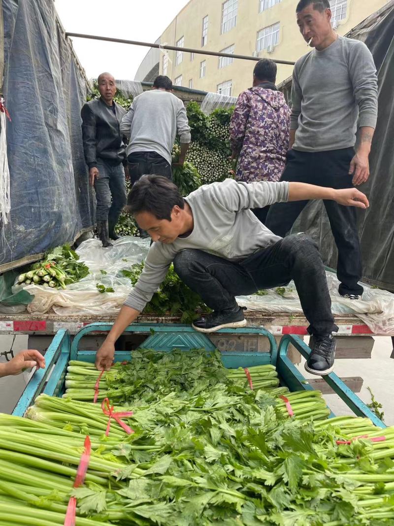精品芹菜大棚皇后芹菜水洗装袋基地直发价格便宜电话联系