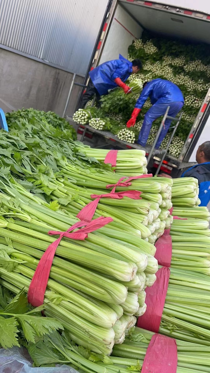 精品芹菜大棚皇后芹菜水洗装袋基地直发价格便宜电话联系