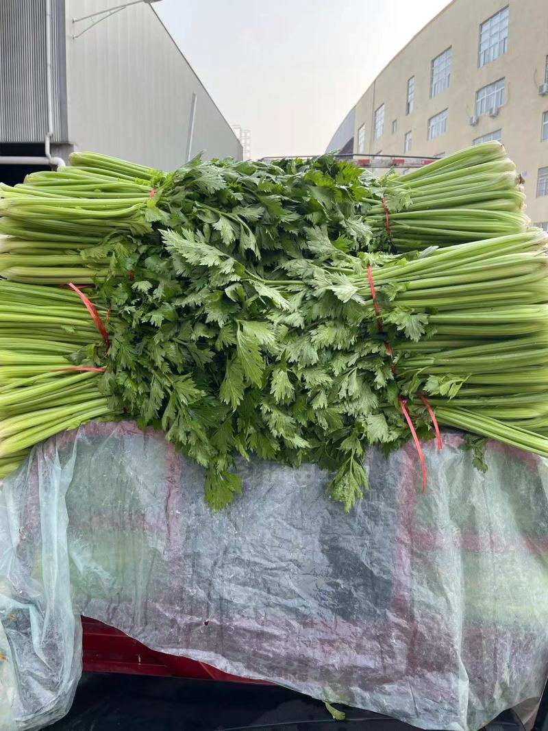 精品芹菜大棚皇后芹菜水洗装袋基地直发价格便宜电话联系