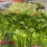 精品芹菜大棚皇后芹菜水洗装袋基地直发价格便宜电话联系