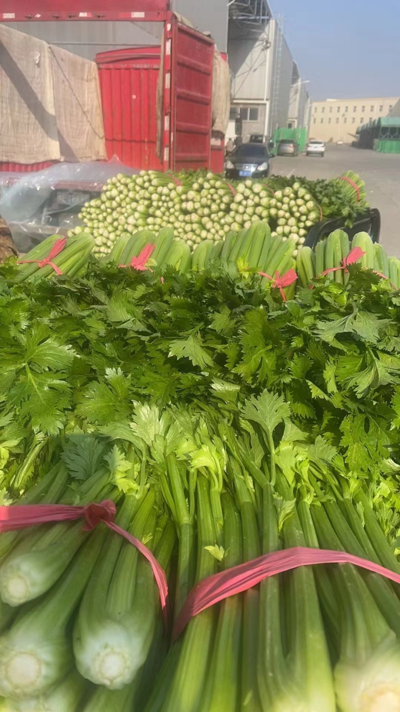 精品芹菜大棚皇后芹菜水洗装袋基地直发价格便宜电话联系