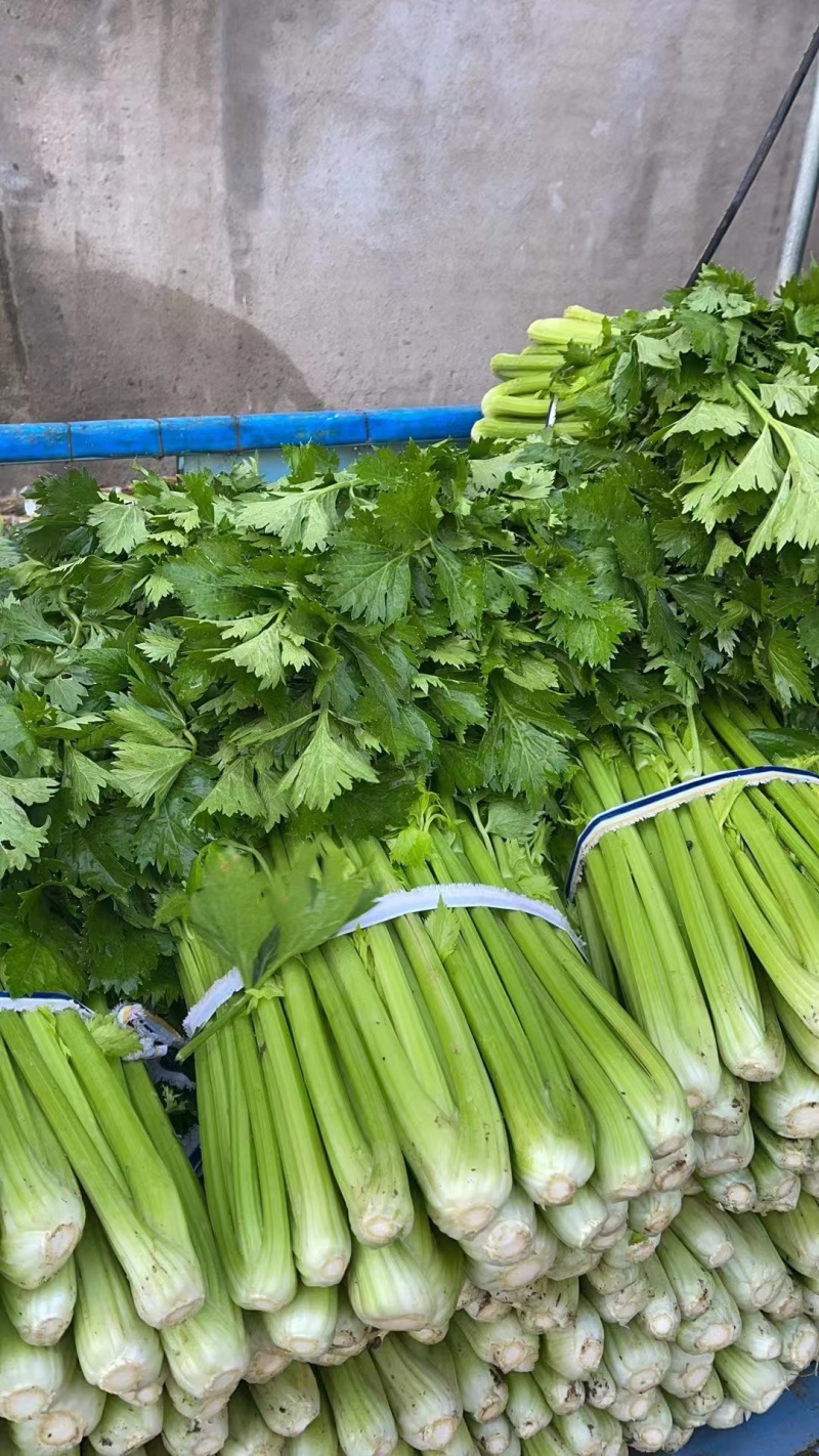 精品芹菜大棚皇后芹菜水洗装袋基地直发价格便宜电话联系