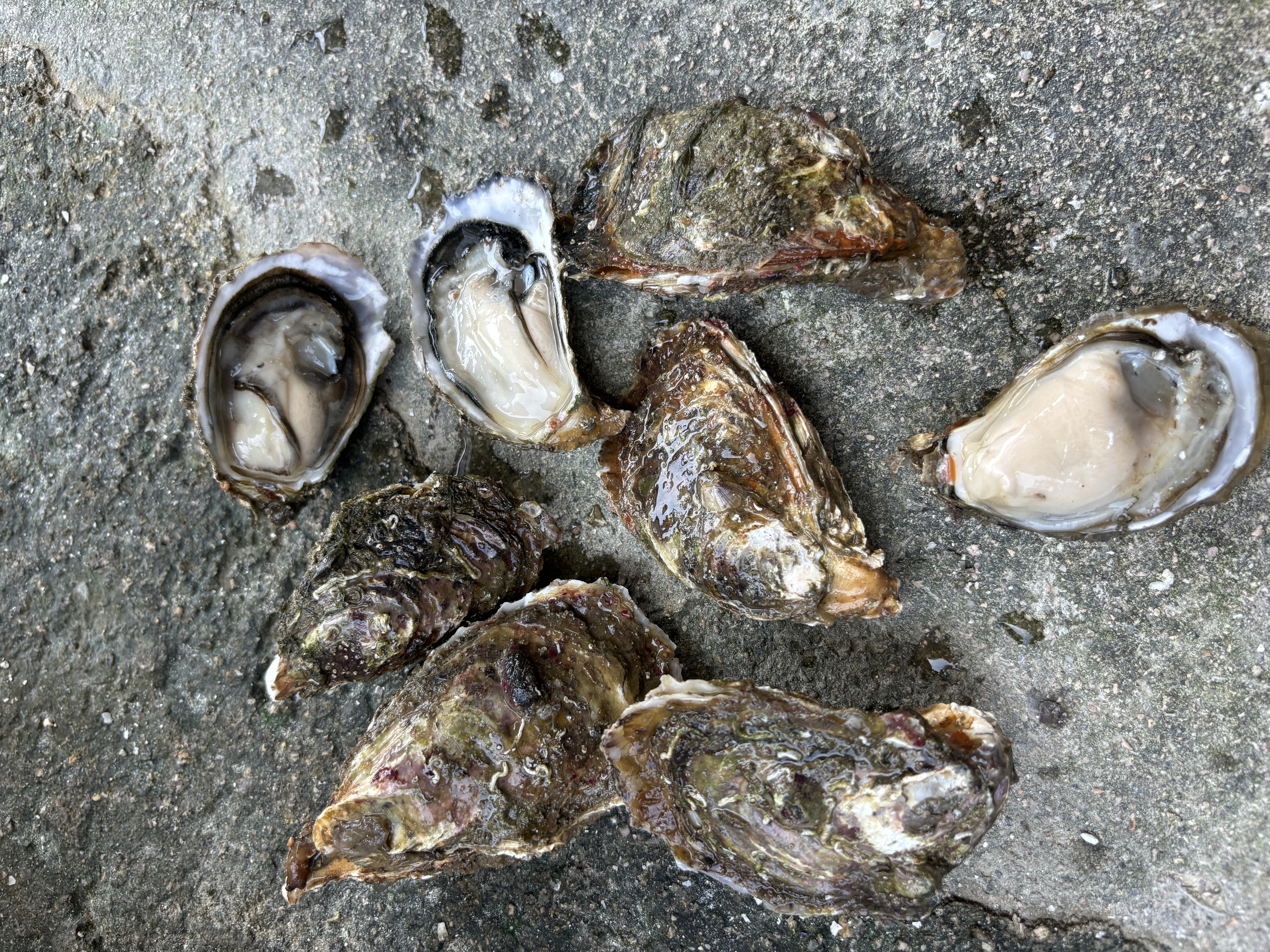 图示:30cm高压锅内景,底部铺陈香叶与陈皮,不锈钢蒸架上6只生蚝整齐排列,开口微张朝上,表面分布姜末与金黄猪油渣碎,调味汁沿锅壁形成琥珀色液环,水面平静无波 高压锅生蚝装锅特写