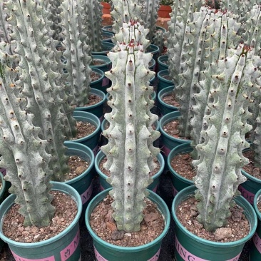 雷斧阁仙人柱沙生植物景观植物客厅办公小摆件组合室内