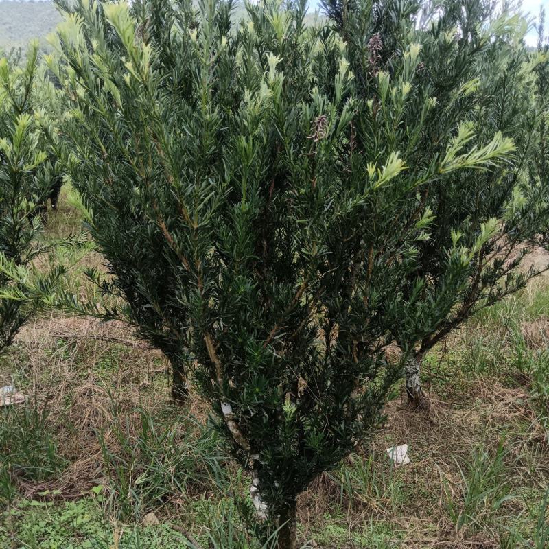 小叶罗汉松