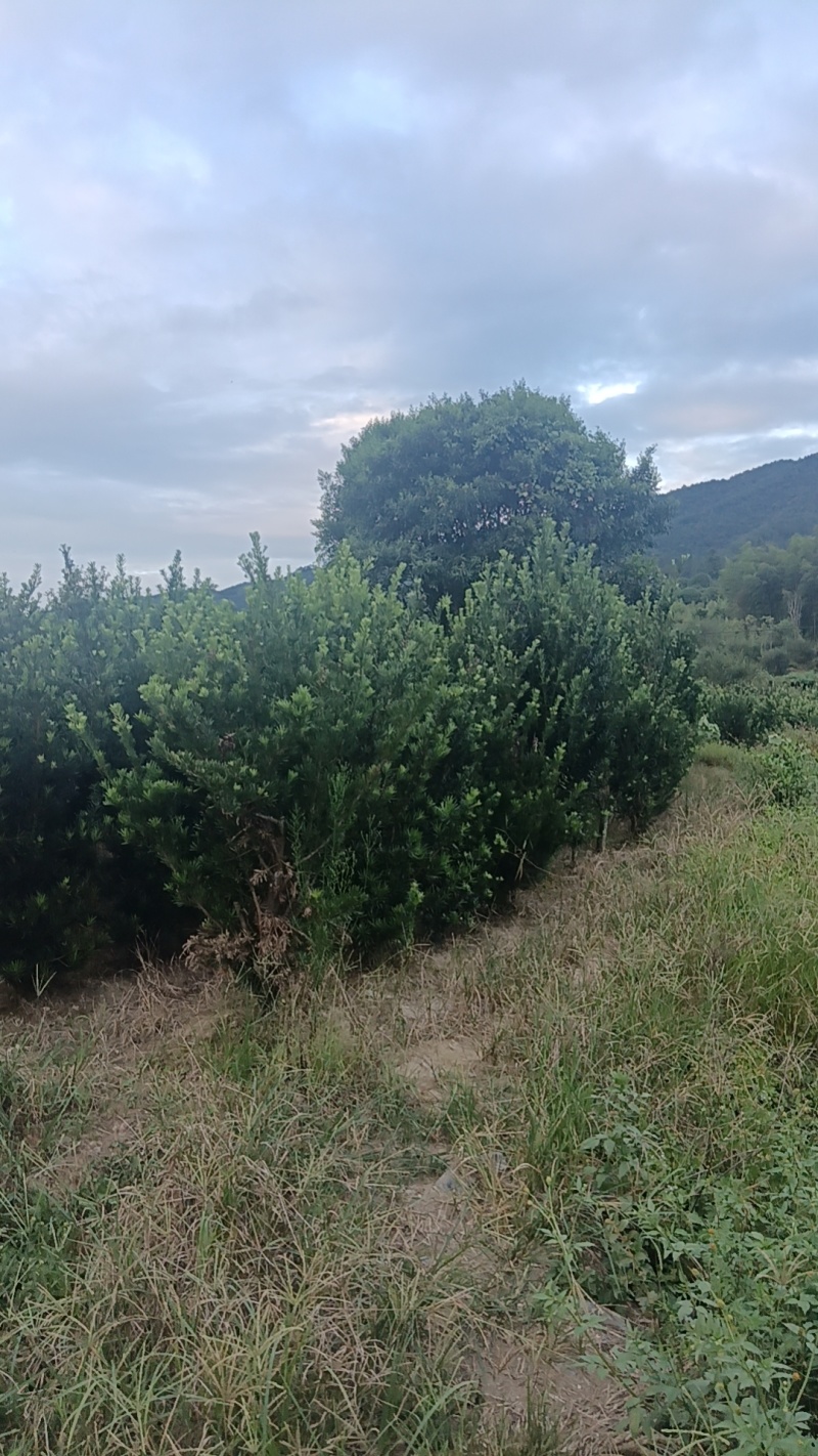 小叶罗汉松