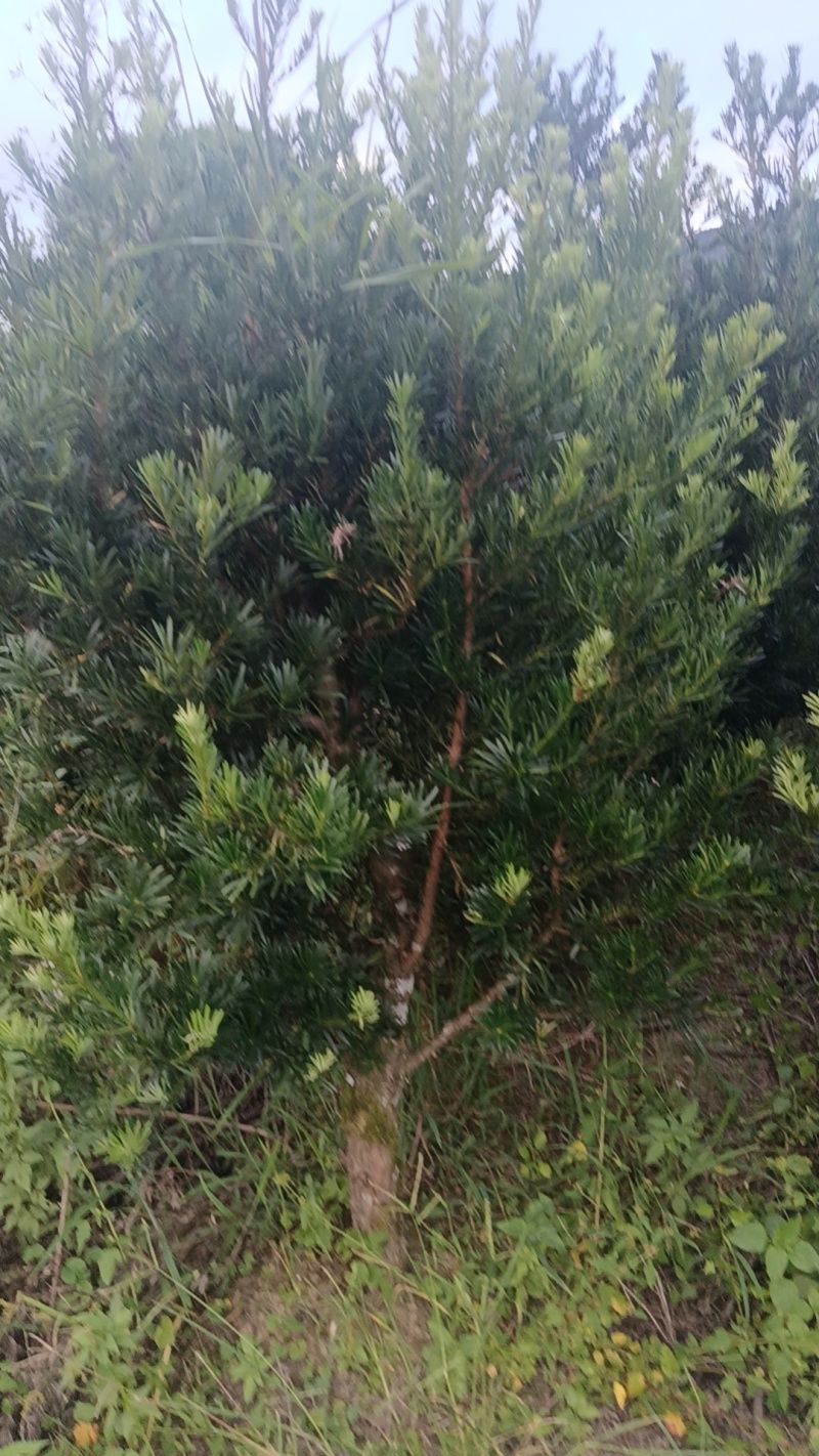 小叶罗汉松