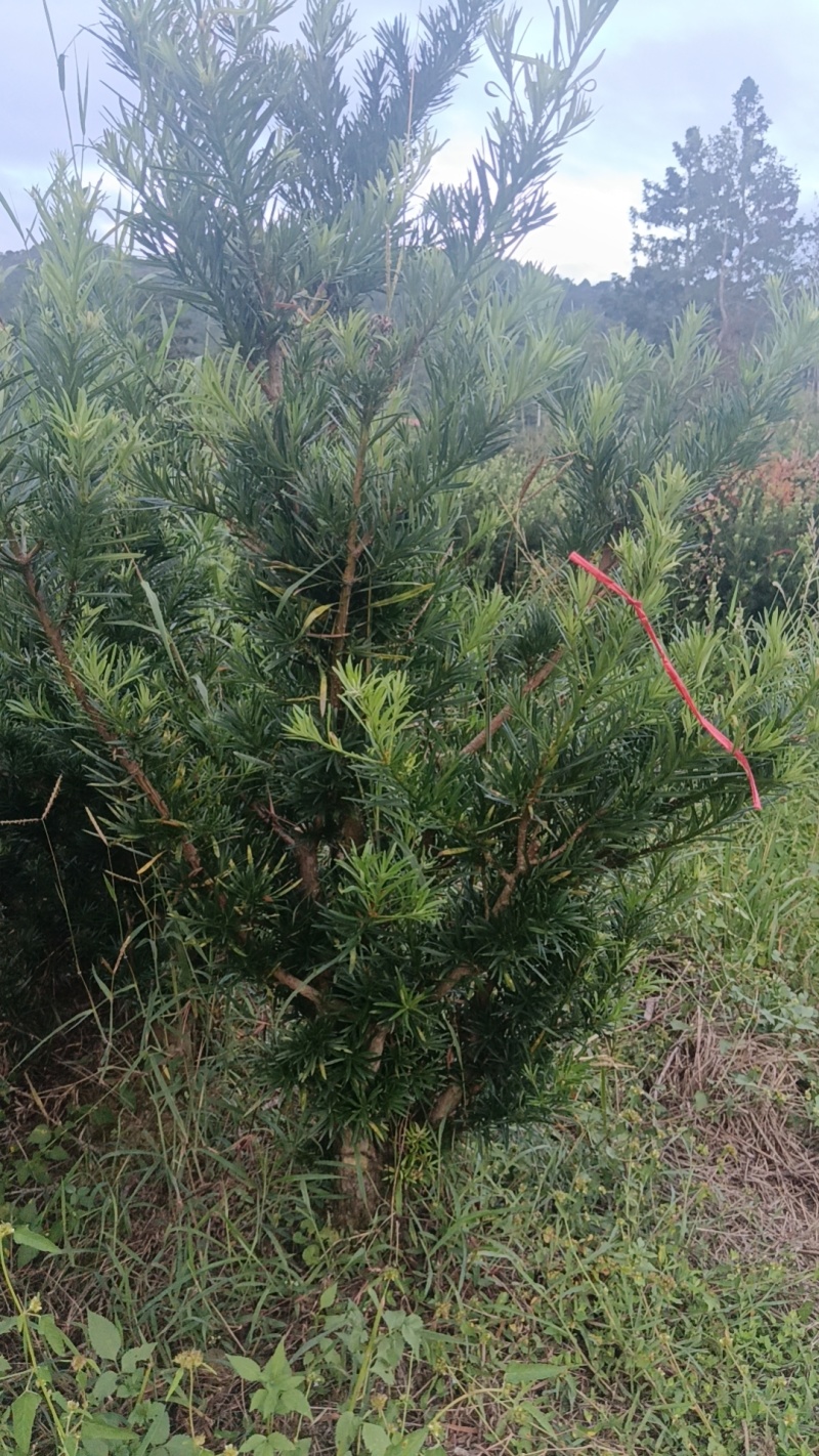 小叶罗汉松