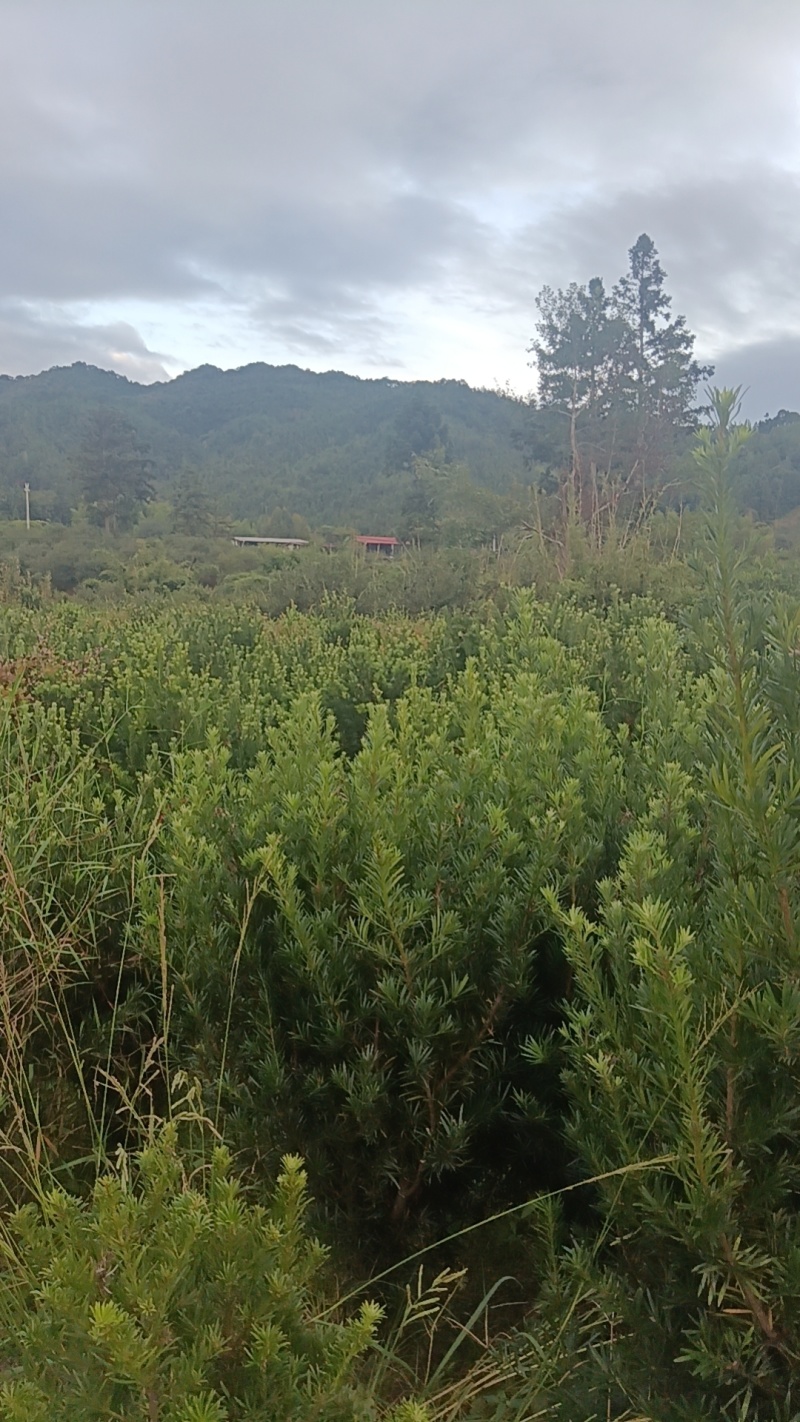小叶罗汉松