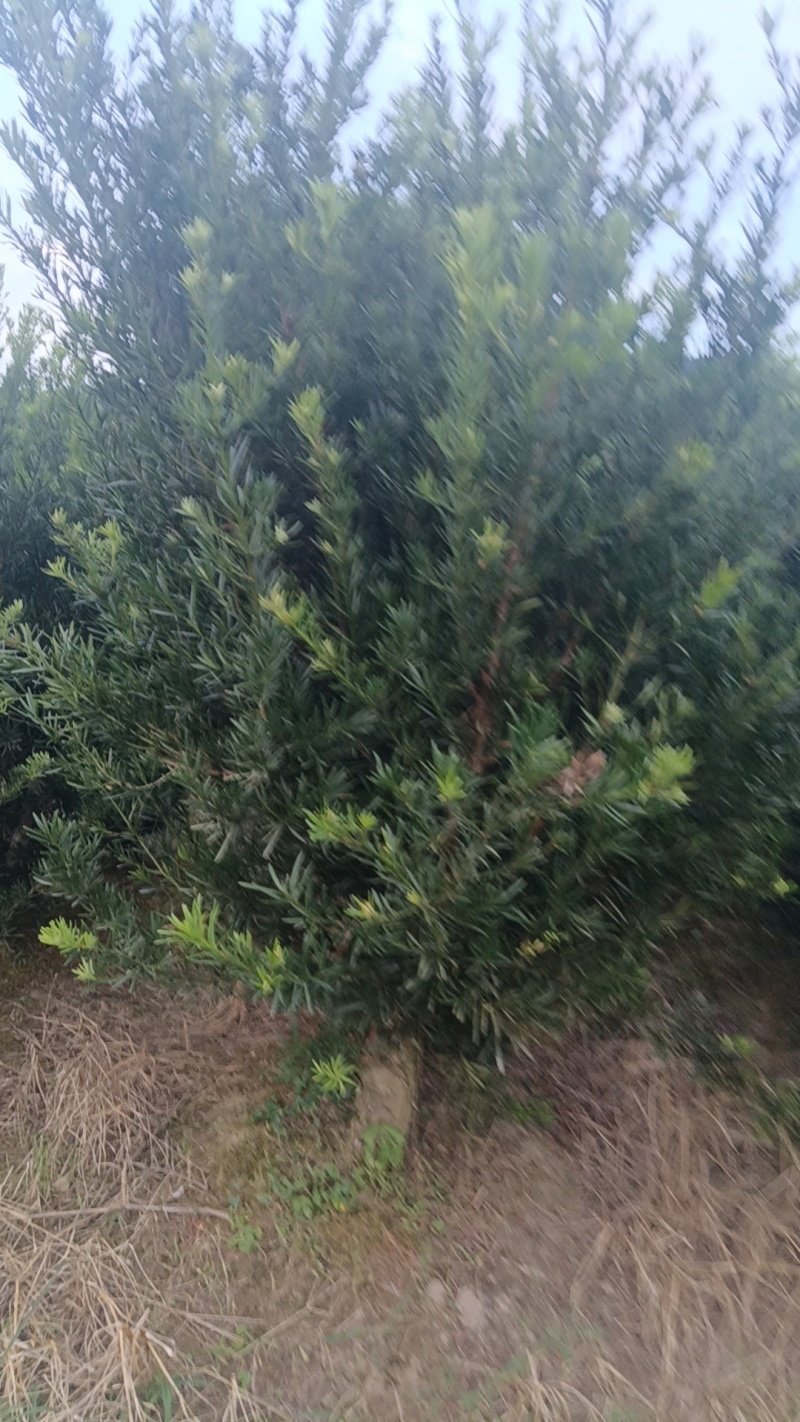 小叶罗汉松