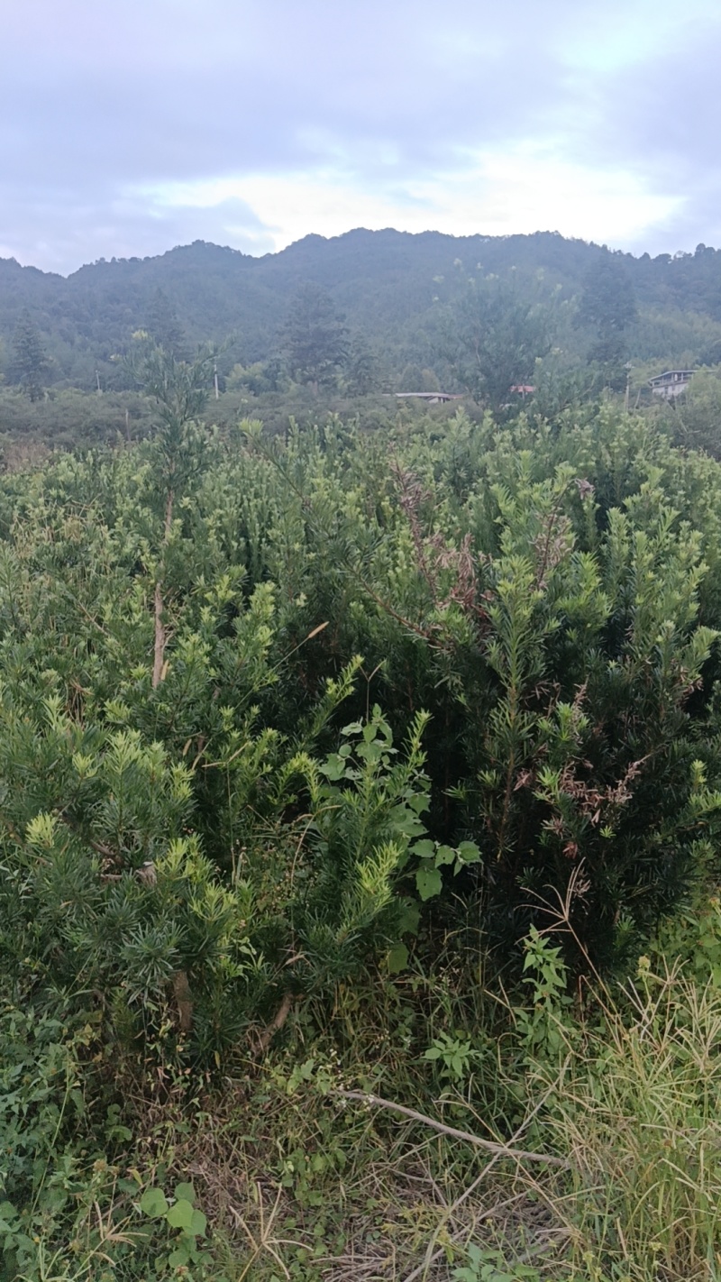 小叶罗汉松