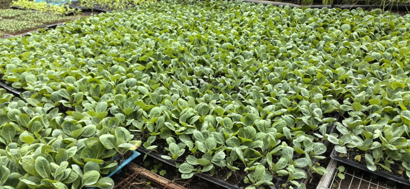 甘蓝菜苗，亮球，华秋等.品种纯正：确保提供的甘蓝菜