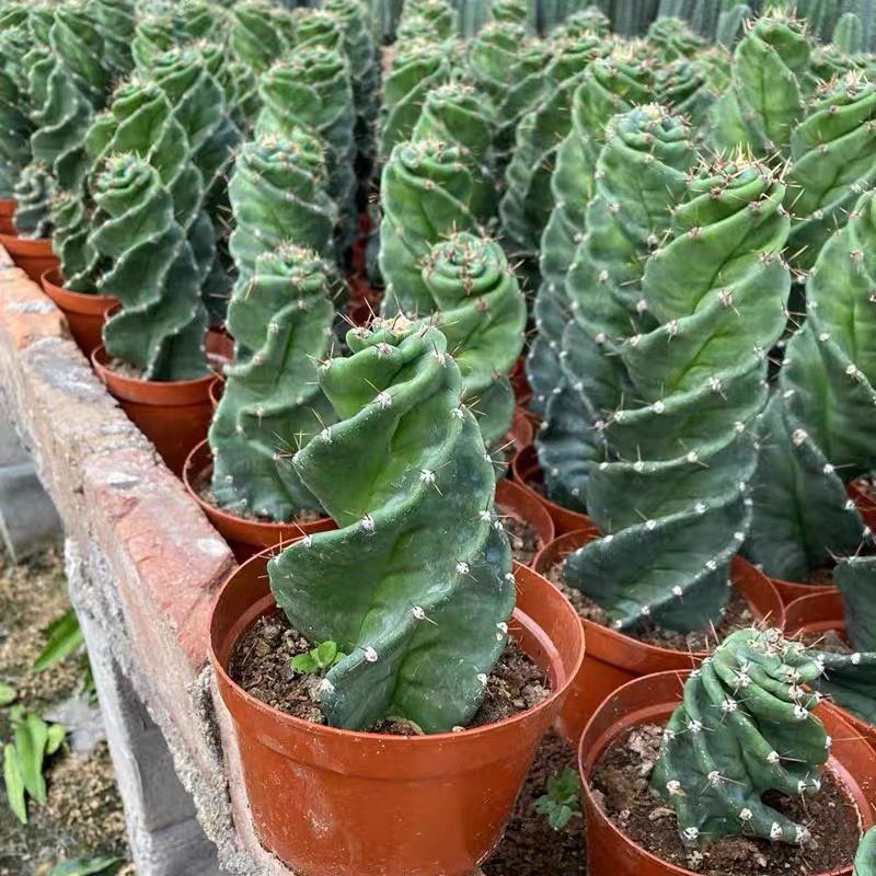 龙卷风螺旋仙人掌左旋右旋仙人柱稀有仙人掌盆栽绿植室内