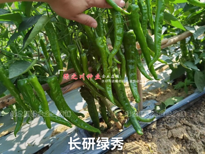 长研绿秀辣椒种子口感型牛角椒种子辣味适中质脆好吃辣椒品种