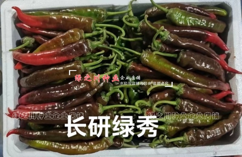 长研绿秀辣椒种子口感型牛角椒种子辣味适中质脆好吃辣椒品种