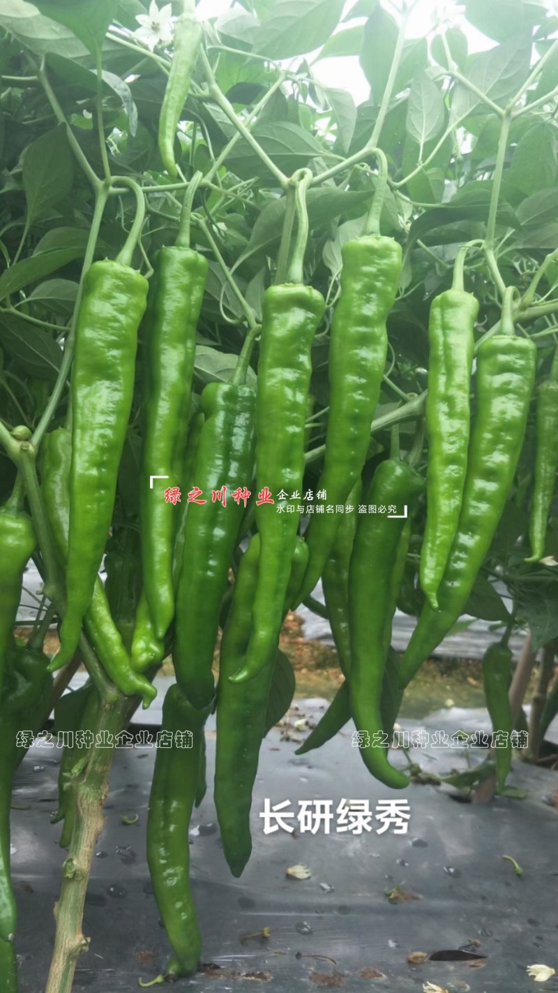长研绿秀辣椒种子口感型牛角椒种子辣味适中质脆好吃辣椒品种