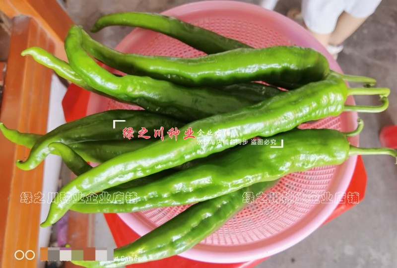 长研绿秀辣椒种子口感型牛角椒种子辣味适中质脆好吃辣椒品种