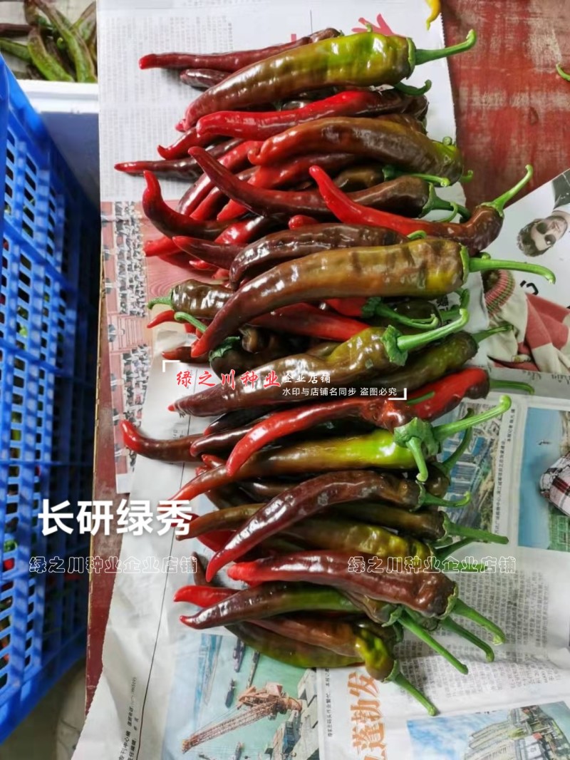 长研绿秀辣椒种子口感型牛角椒种子辣味适中质脆好吃辣椒品种