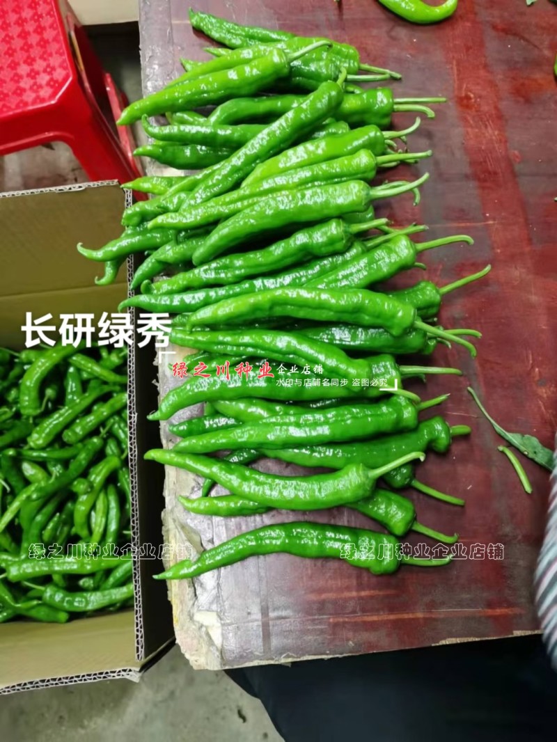 长研绿秀辣椒种子口感型牛角椒种子辣味适中质脆好吃辣椒品种