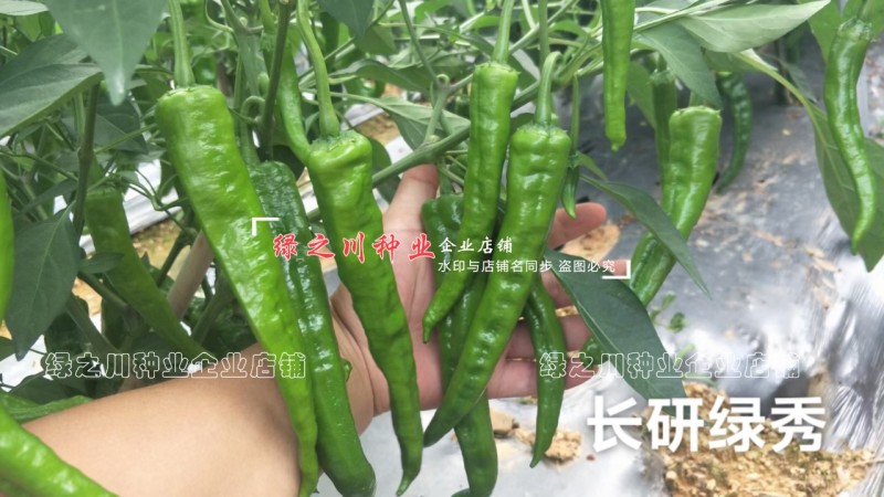 长研绿秀辣椒种子口感型牛角椒种子辣味适中质脆好吃辣椒品种
