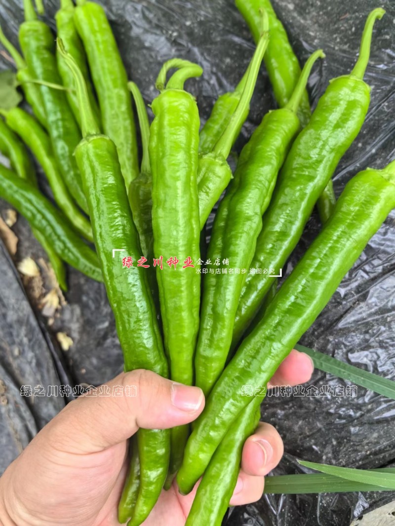 长研绿秀辣椒种子口感型牛角椒种子辣味适中质脆好吃辣椒品种