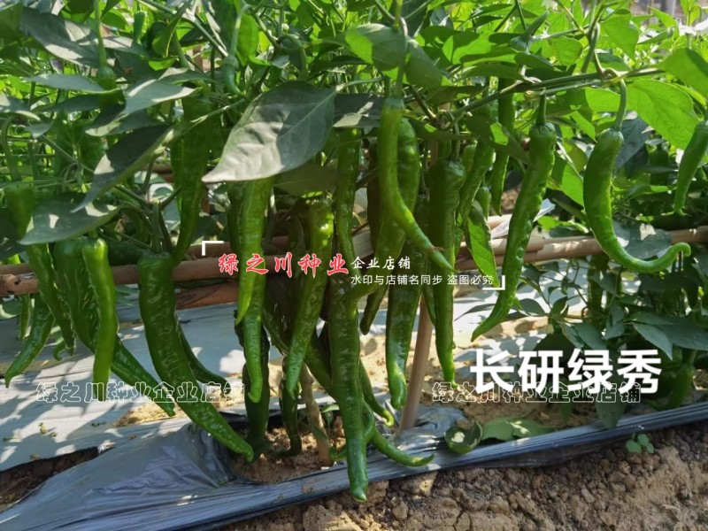 长研绿秀辣椒种子口感型牛角椒种子辣味适中质脆好吃辣椒品种
