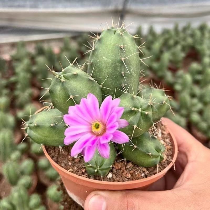 宇宙殿仙人球鹿角属开花多肉植物仙人柱室内客厅净化空气盆栽