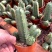 宇宙殿仙人球鹿角属开花多肉植物仙人柱室内客厅净化空气盆栽