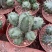 宇宙殿仙人球鹿角属开花多肉植物仙人柱室内客厅净化空气盆栽
