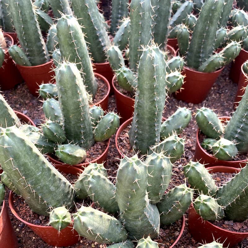 宇宙殿仙人球鹿角属开花多肉植物仙人柱室内客厅净化空气盆栽