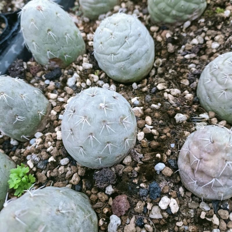 习志野团扇开花自根仙人掌球柱防辐射易养美观植物盆栽