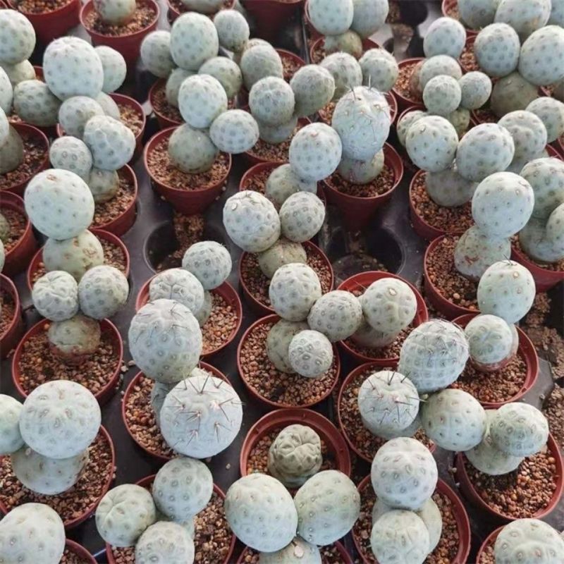 习志野团扇开花自根仙人掌球柱防辐射易养美观植物盆栽