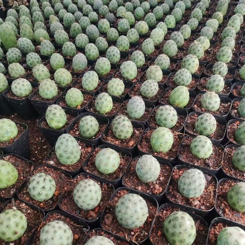 习志野团扇开花自根仙人掌球柱防辐射易养美观植物盆栽
