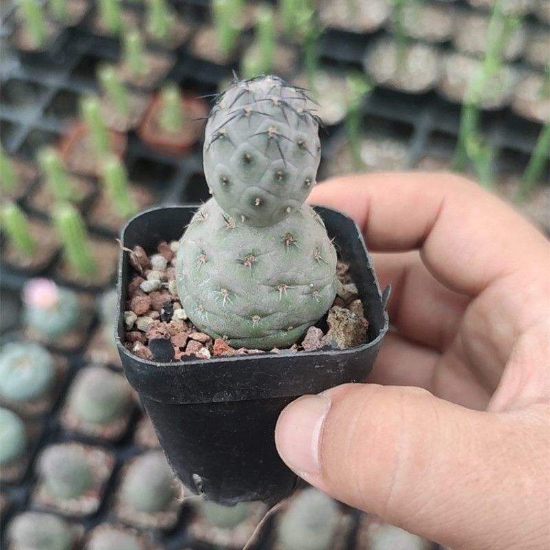 习志野团扇开花自根仙人掌球柱防辐射易养美观植物盆栽