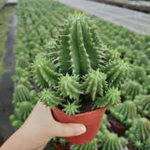 魁伟玉仙人球创意多肉植物办公室防辐射小盆栽仙人柱开花