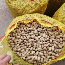 小白沙鲜花生精品湿花生保质保量发货全国商超市场加工厂