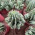 魁伟玉仙人球创意多肉植物办公室防辐射小盆栽仙人柱开花