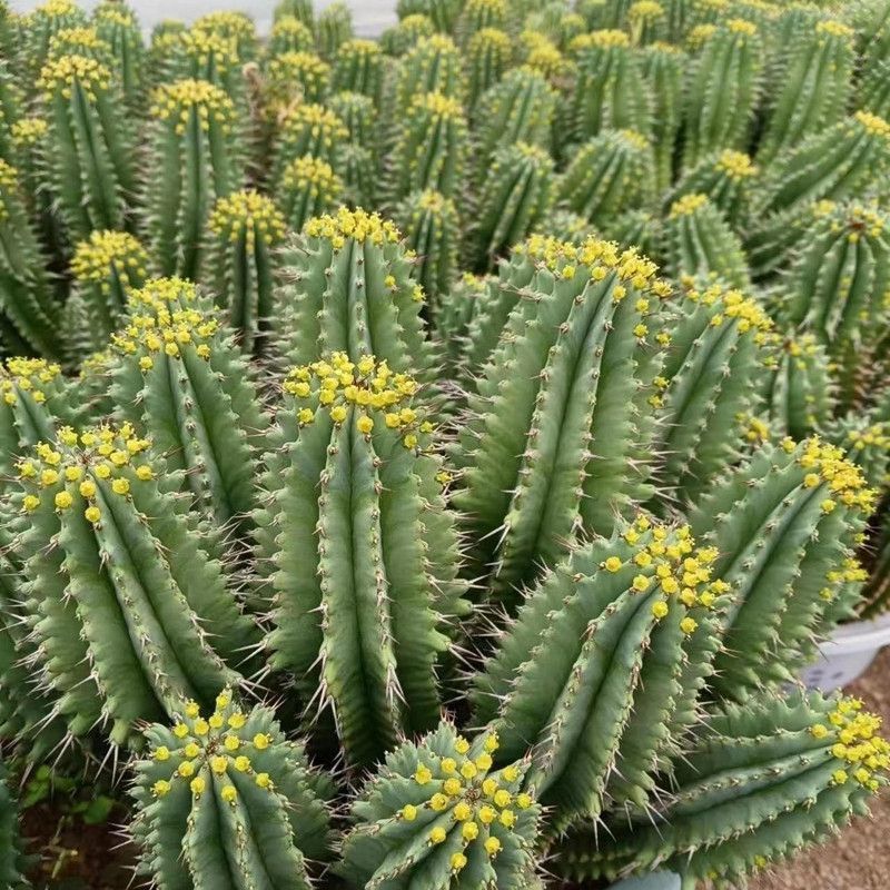 魁伟玉仙人球创意多肉植物办公室防辐射小盆栽仙人柱开花
