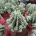 魁伟玉仙人球创意多肉植物办公室防辐射小盆栽仙人柱开花